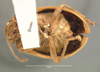 Media type: image; Entomology 17540   Aspect: habitus ventral view